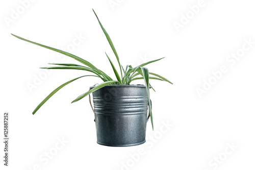 green house decoration plant on pot isolated on white background