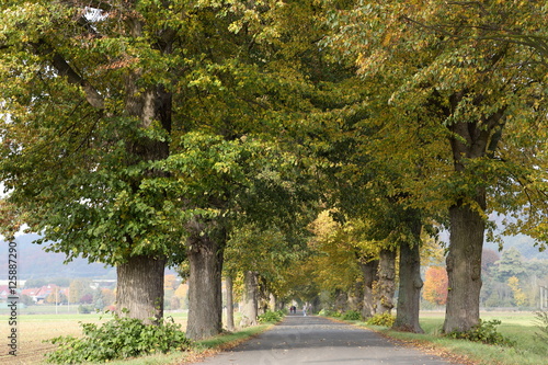 Die Lindenbaumallee bei Herleshausen in Hessen photo