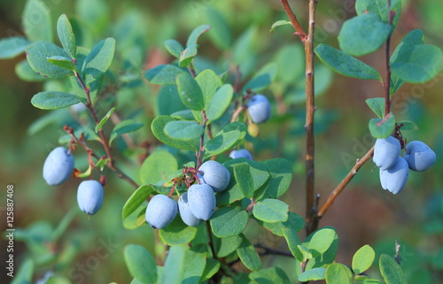 Juicy blueberry fruit in the fall photo