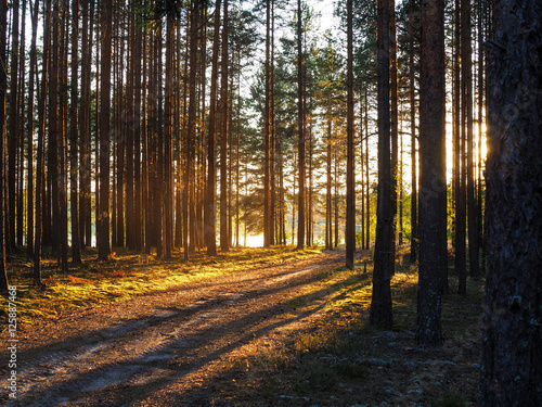 Forest  Russia