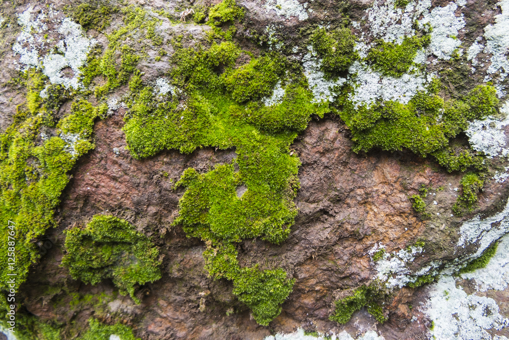 Moss and lichen on a rock in the rain forest