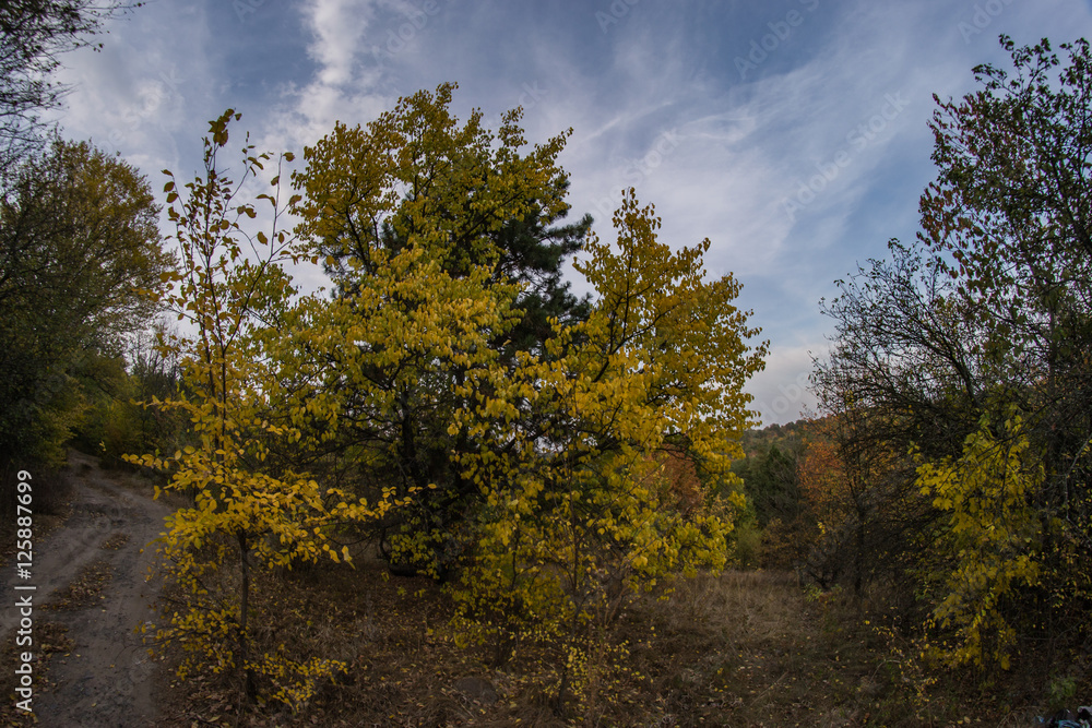 Autumn forest