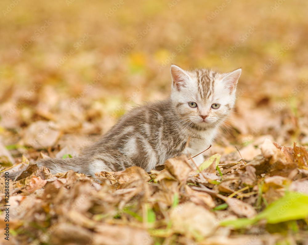 Tabby kitten sitting in autumn park