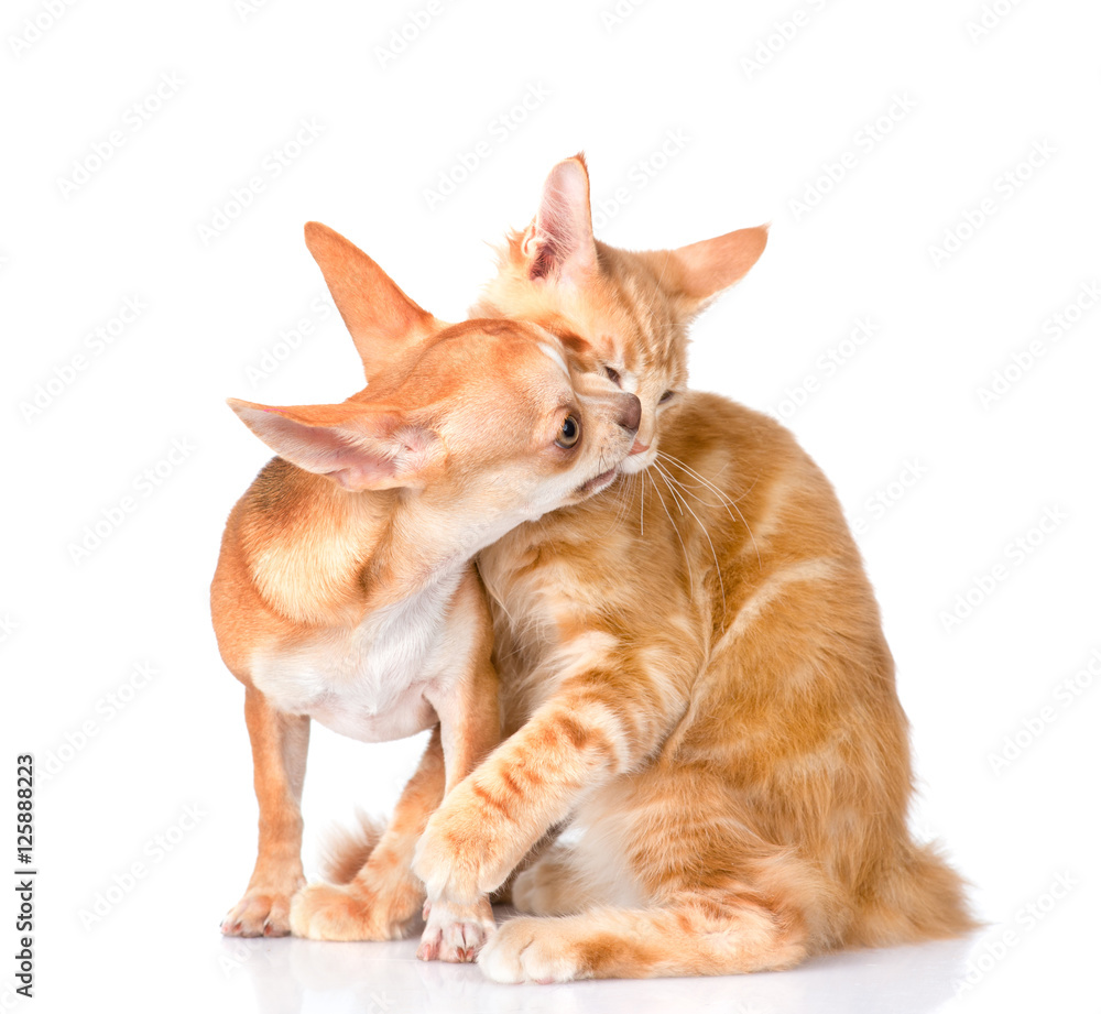 puppy bites cat. isolated on white background puppy bites cat. isolated on white background