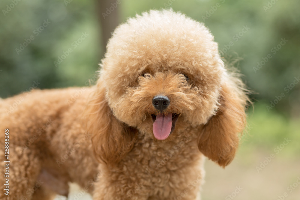 Toy Poodle On Grassy Field. Toy Poodle On Grassy Field.
