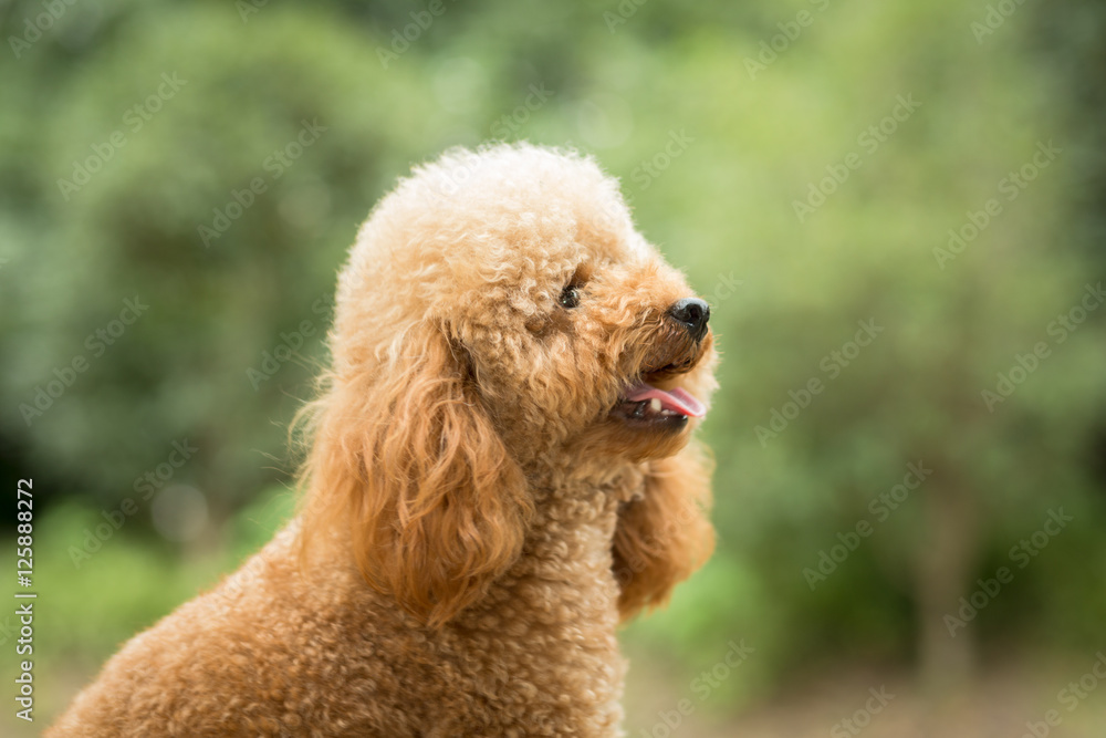 Toy Poodle On Grassy Field.