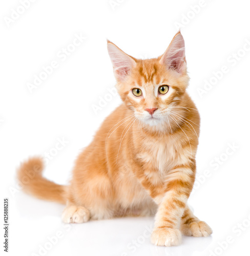 Walking maine coon cat looking at camera. isolated on white 