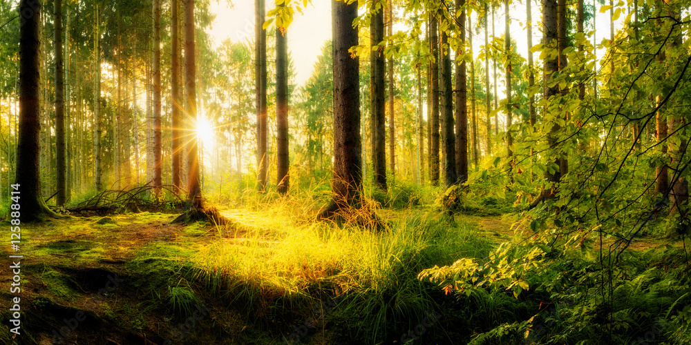 Idyllischer Wald, malerischer Sonnenaufgang in der Natur Idyllischer Wald, malerischer Sonnenaufgang in der Natur