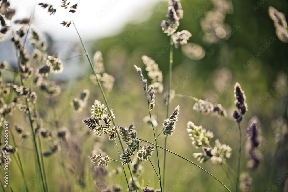 Fototapeta premium Grass on Summer Meadow