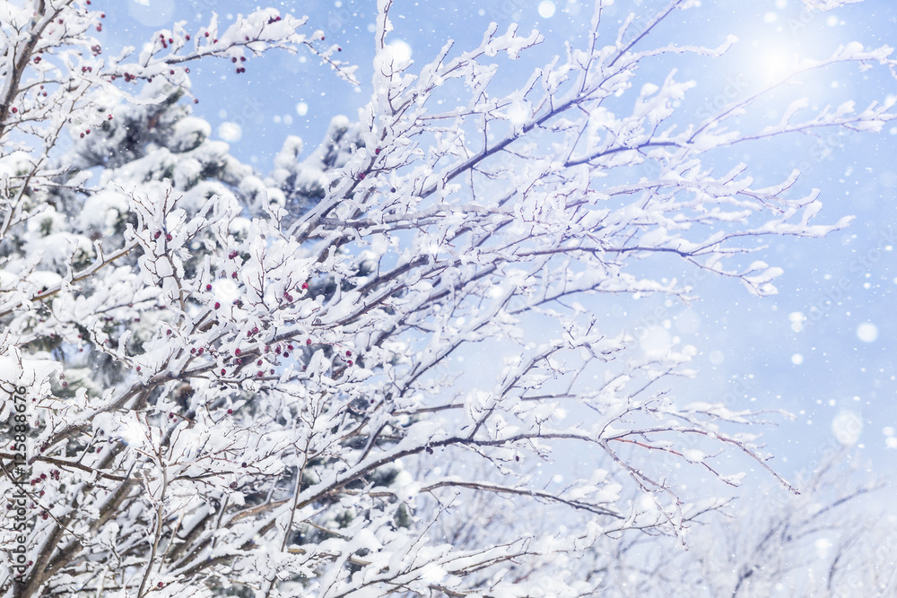 Trees in the snow, snow. Snow, freezing. Christmas, New Year, snowy landscape. Winter background. Copy space. Trees in the snow, snow. Snow, freezing. Christmas, New Year, snowy landscape. Winter background. Copy space.