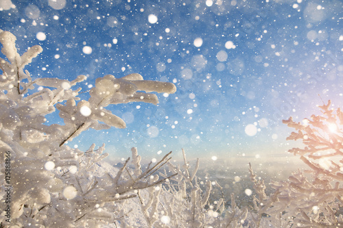 Fototapeta Naklejka Na Ścianę i Meble -  Trees in the snow. Sunlight sunset or sunrise. Snow, freezing. Christmas, New Year, winter landscape.