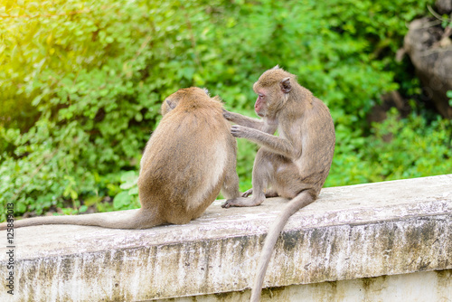 monkeys (crab eating macaque) grooming one another. © sirastock