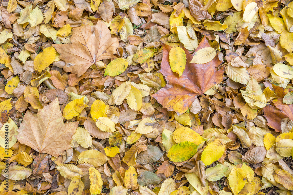 Background of autumn leaves wilted on the ground Background of autumn leaves wilted on the ground