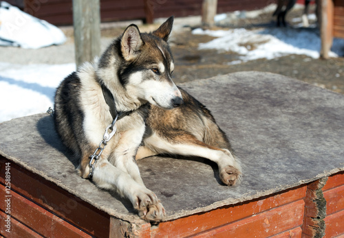 husky dogs in Norway  Tromso