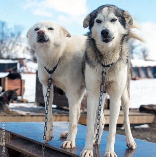 husky dogs in Norway  Tromso