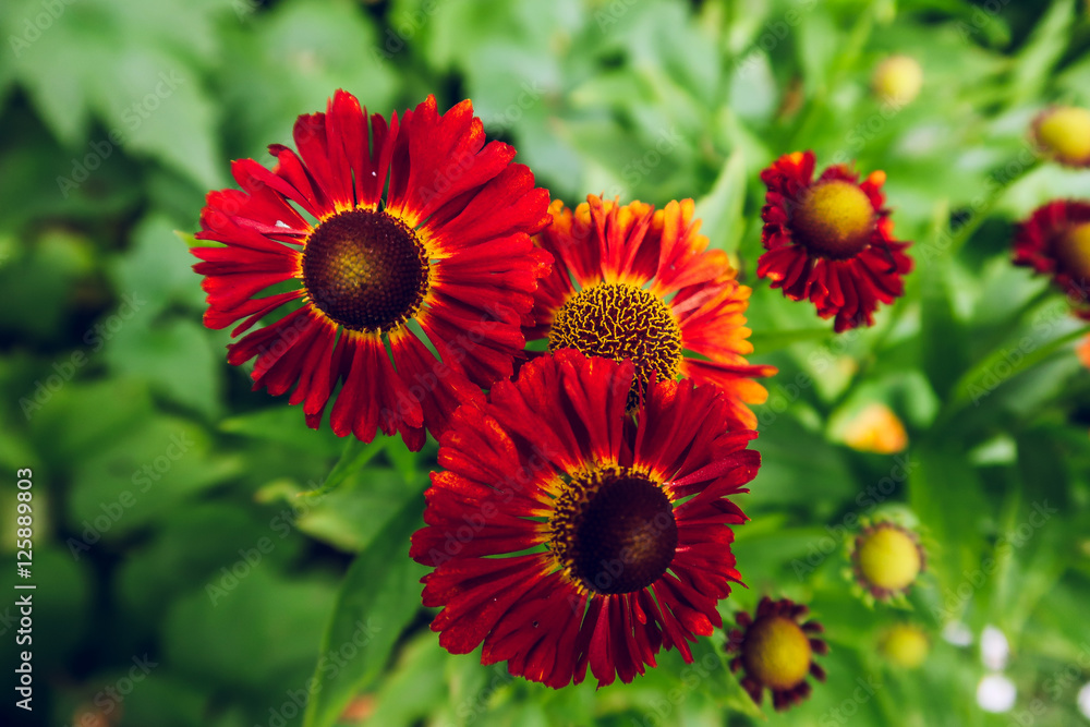 red summery flowers with a leafy background red summery flowers with a leafy background