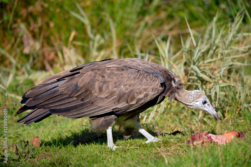Obraz premium Brown vulture (Neophron monachus) on grass and piece of meat