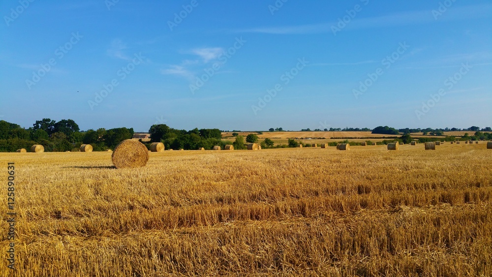 Fototapeta premium Summer Fields