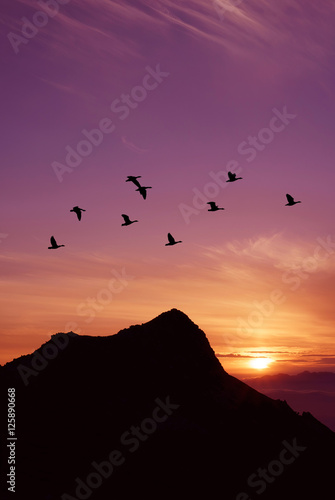 Flock of birds migration over purple landscape