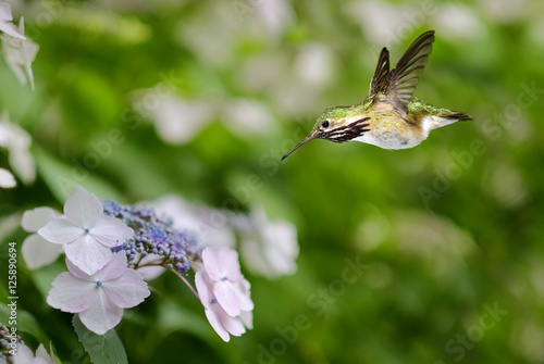 Hummingbird hovering on Hydrangea © mbolina