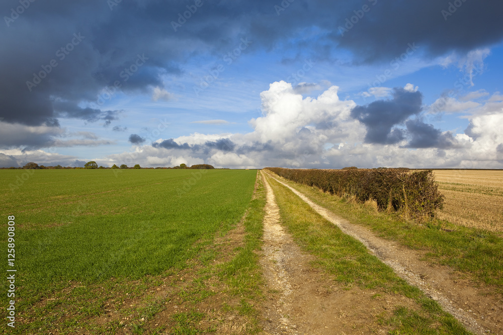 Obraz premium limestone bridleway