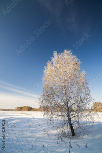 Winter landscape with snow covered birch