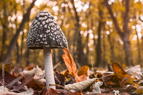 Mushroom on the ground in the autumn forest