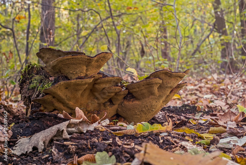Mushrooms on bunchers tree trunk in autumn
