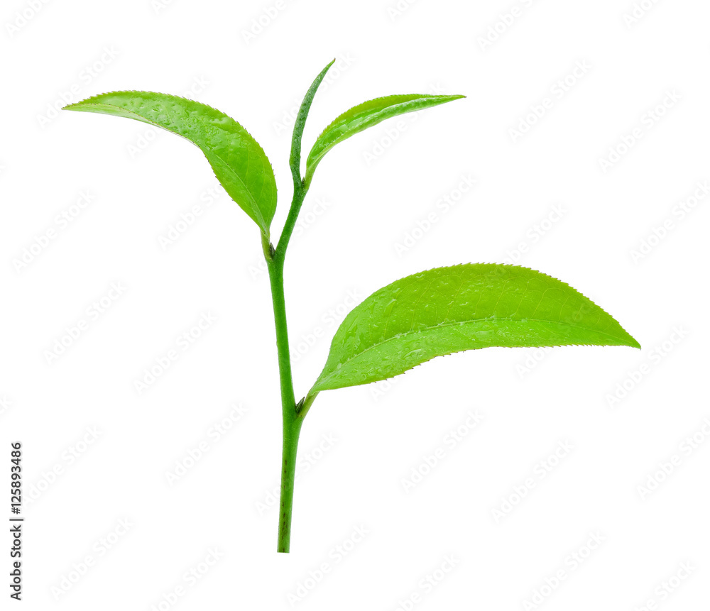 Green tea leaf with drops of water on white background. Green tea leaf with drops of water on white background.