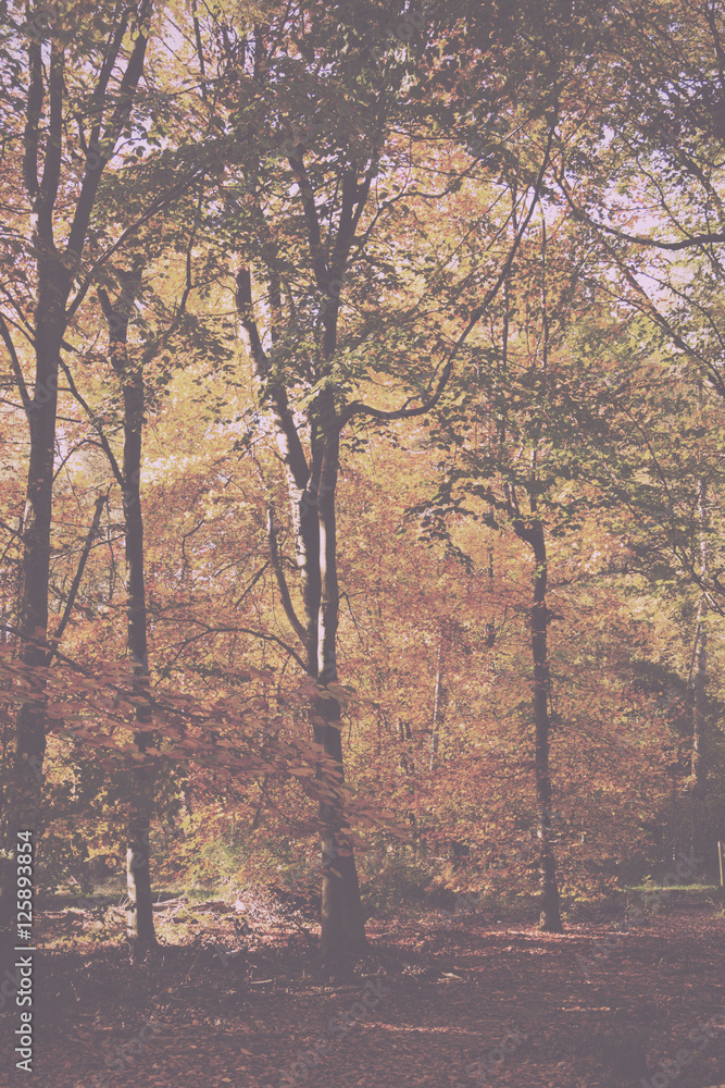 Woodland scene with yellow and brown autumn leaves Vintage Retro