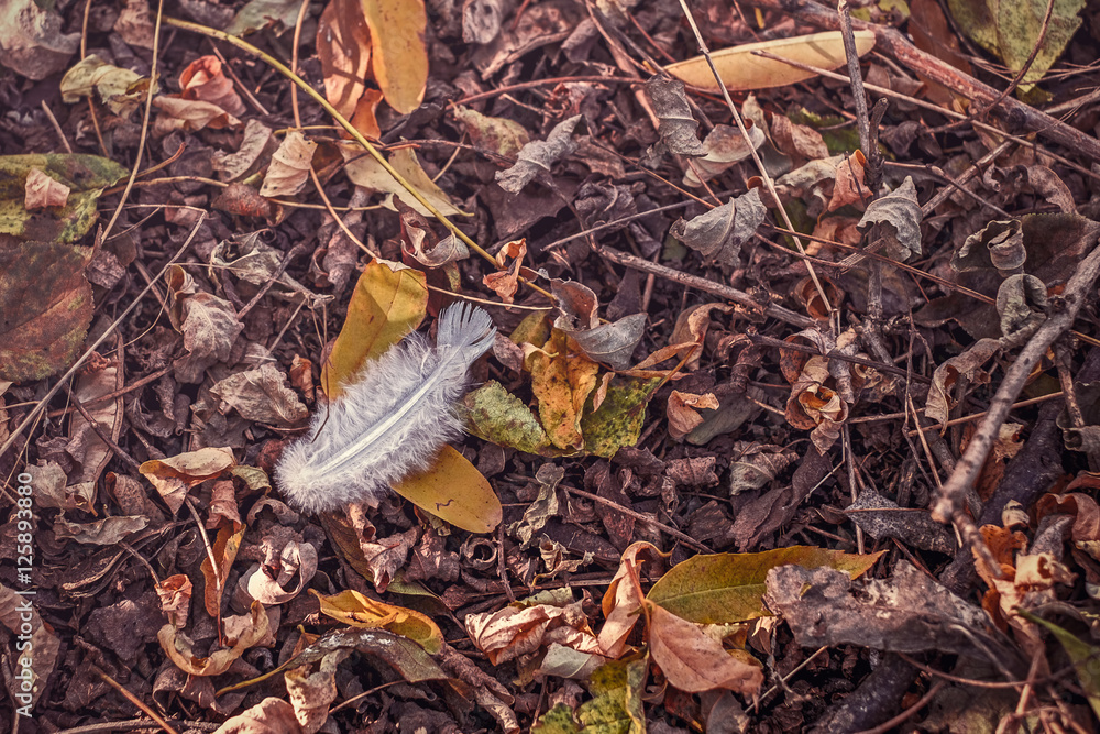 Fototapeta premium White feather over dry acacia leaves