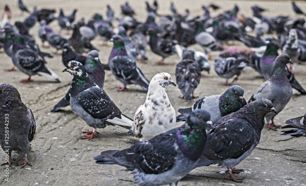 Fototapeta premium Doves group on street