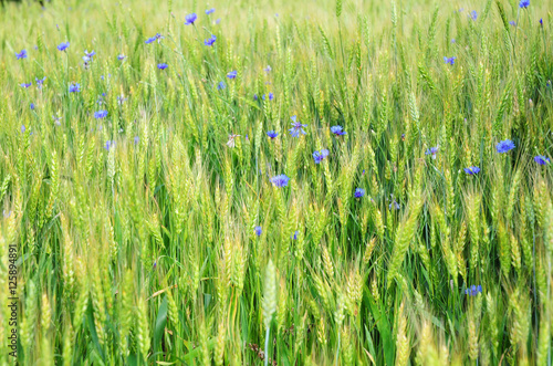 Wheat Field and Cornflower with Copy Space. Wheat Background. 