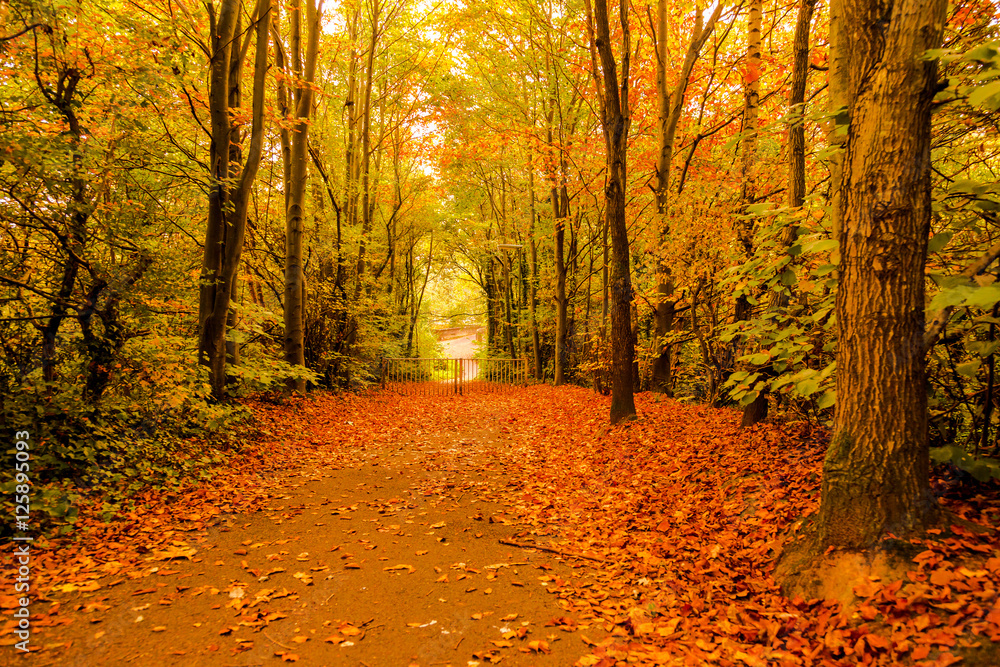 Autumn in Goldsworth Park Woking