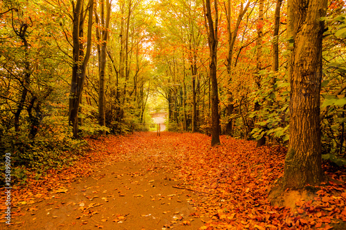 Autumn in Goldsworth Park Woking