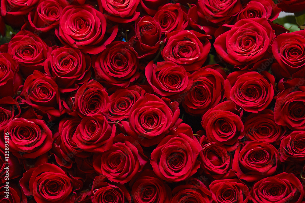 Rose background Rose background