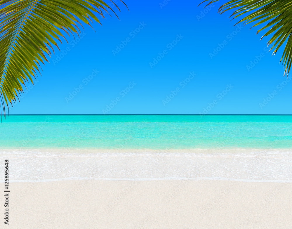 Tropical white sandy palm beach and clear ocean water background