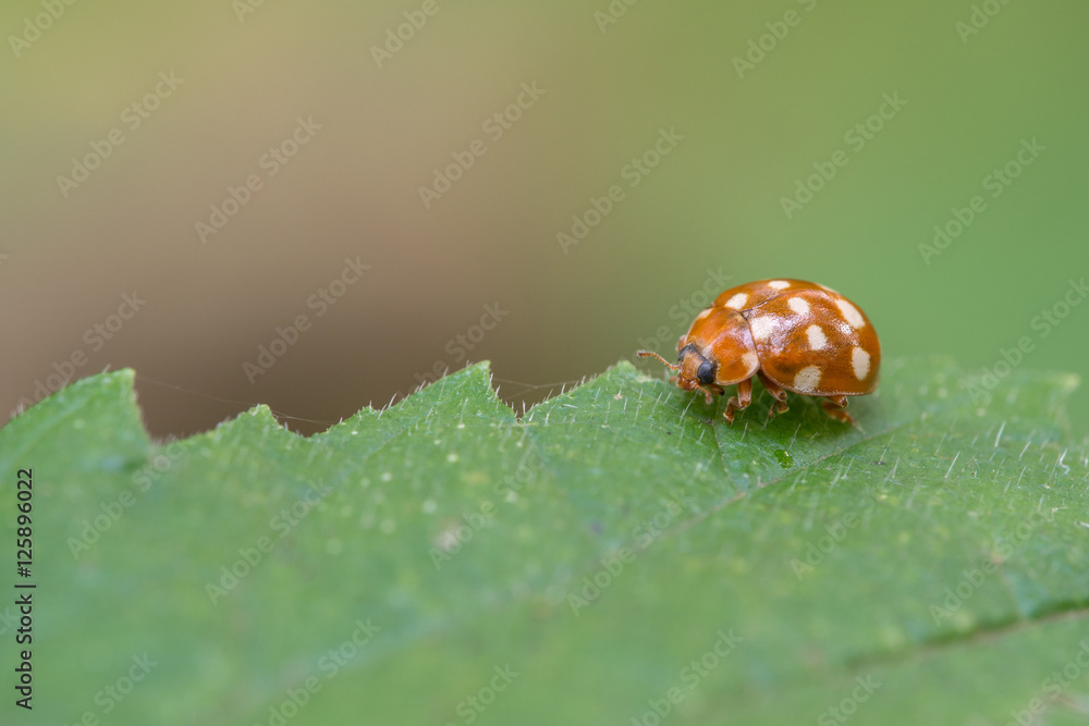 Fototapeta premium Cream-spot ladybird, Calvia quatuordecimguttata