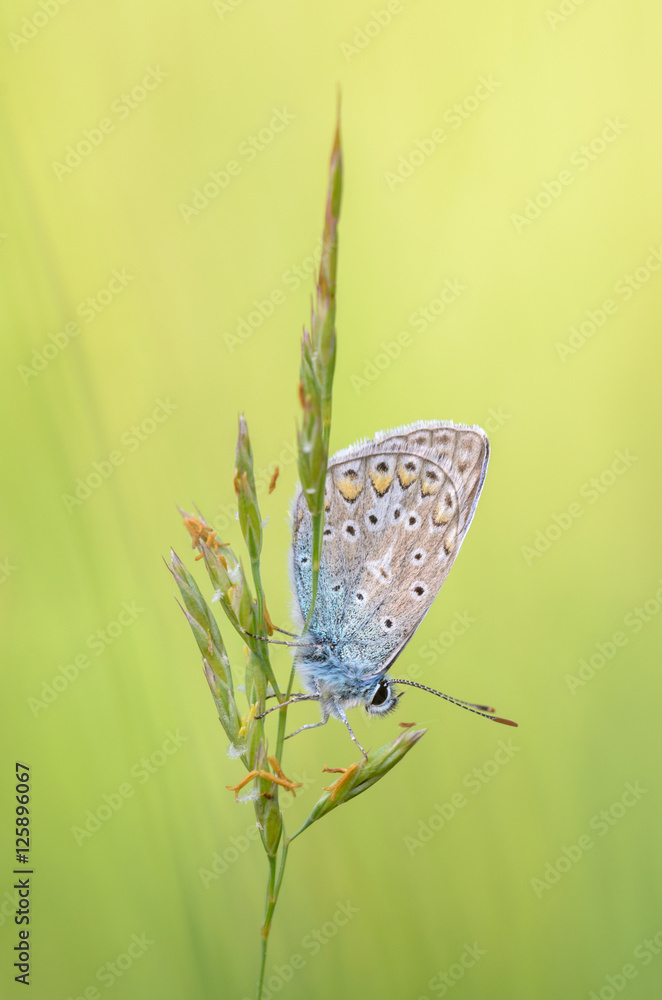 Common blue, Polyommatus icarus Common blue, Polyommatus icarus