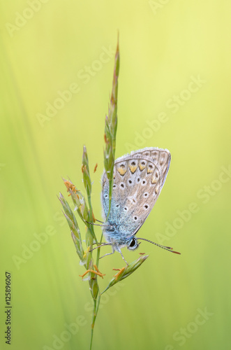 Wallpaper Mural Common blue, Polyommatus icarus Torontodigital.ca