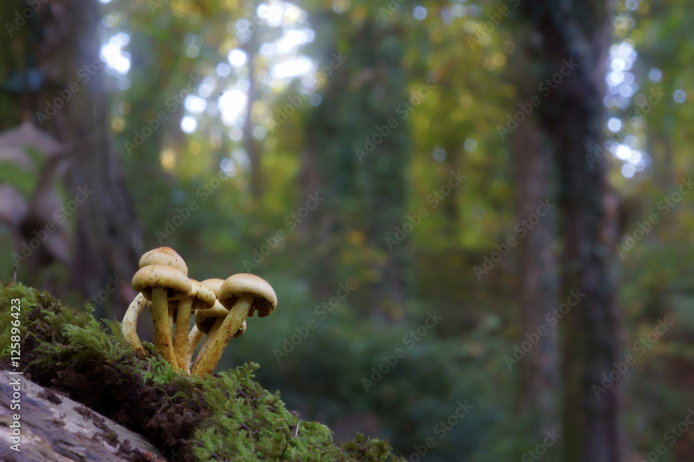 Fototapeta premium mushrooms velvet pioppini