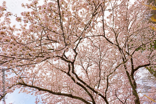 Cherry blossoms in Shiga Japan