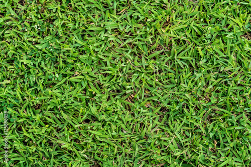 Green grass texture