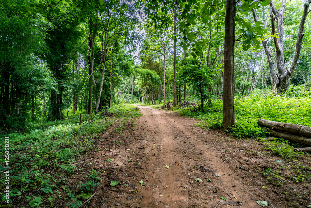Fototapeta premium Soil country road