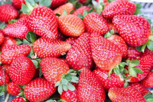 fresh strawberry from farm