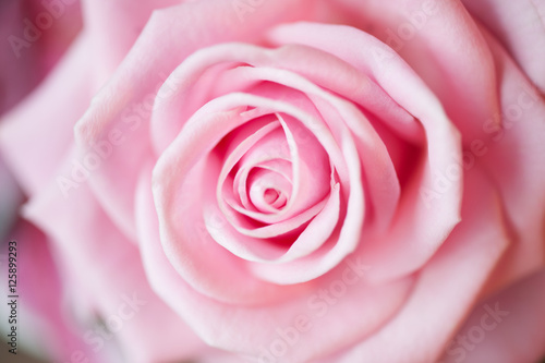 Pink Rose