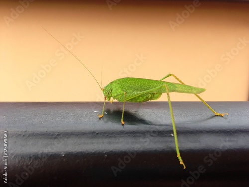 Photograph of a grasshopper on a metal fence, outdoors