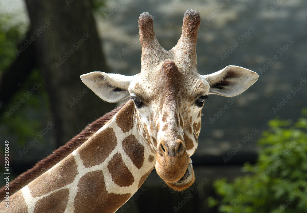 Naklejka premium Giraffe