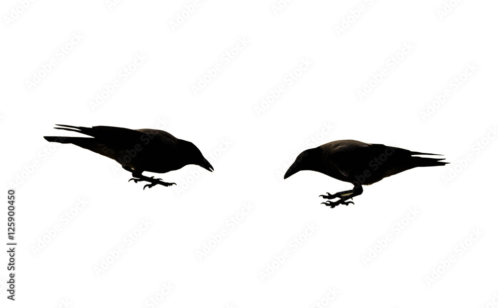 Obraz premium Two black crow on the white background