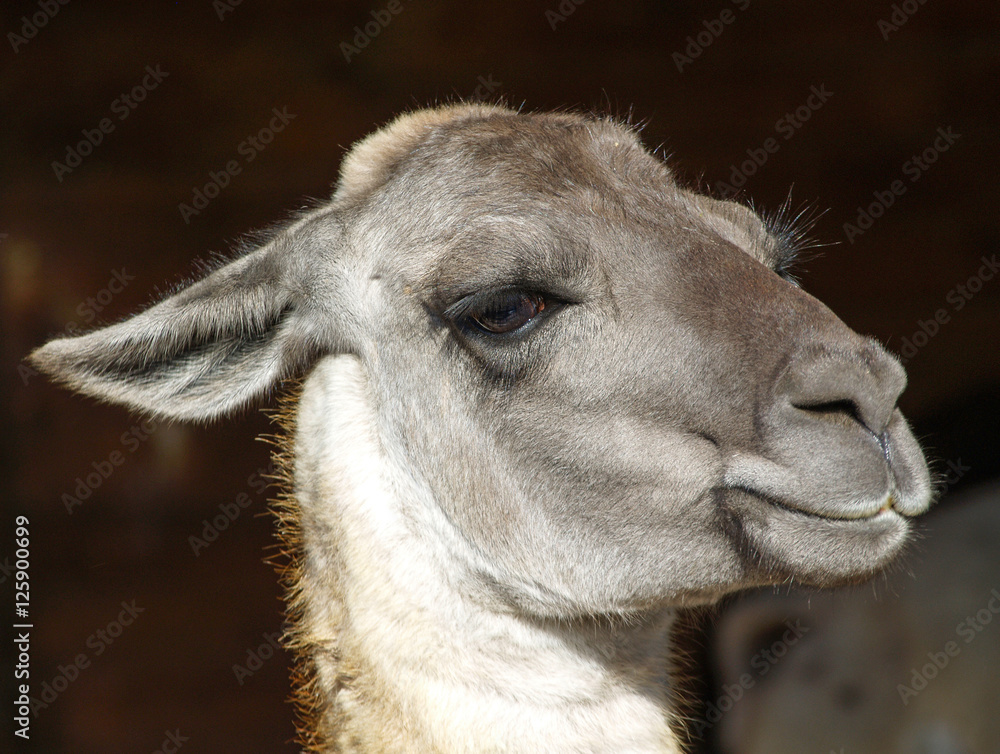 Fototapeta premium lama